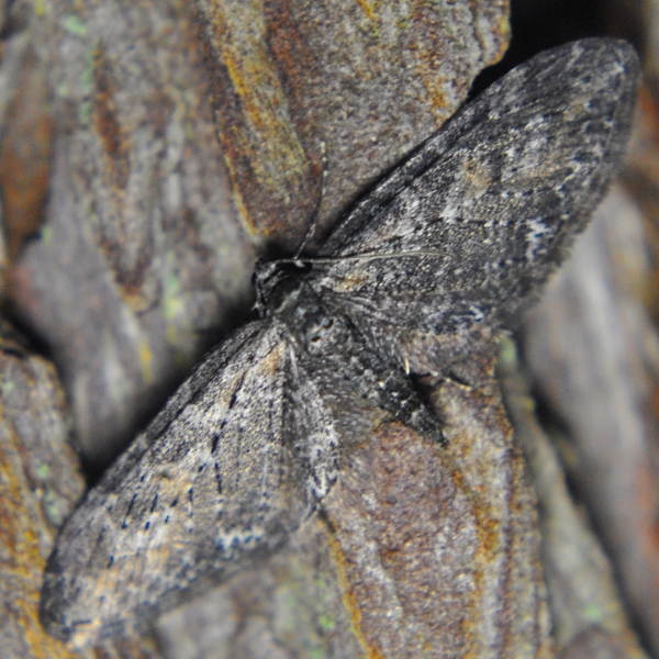 Photo of Eupithecia gilvipennata by <a href="http://www.coffinpoint.ca/">Paul Westell</a>
